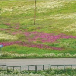 gulmarg_golf_course_01